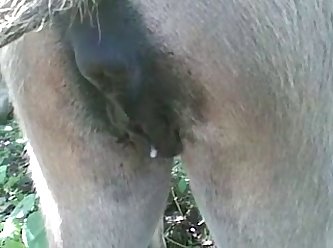 Animal Sex Video