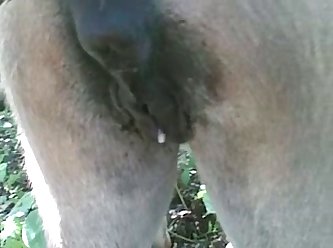 Animal Sex Video