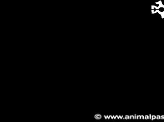 Dog Fuck Girl Zoo Porn