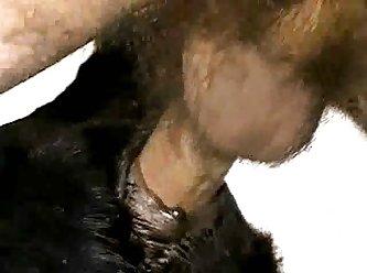Full Hd Animal Sex