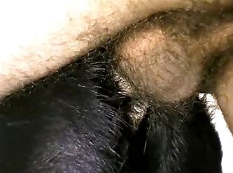 Full Hd Animal Sex
