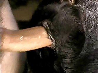 Full Hd Animal Sex