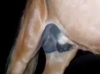 Zoo Porn Young