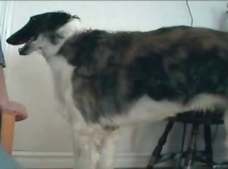 Mississippi Zoo Porn