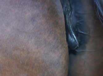 Animal Sex Telegram Group Link
