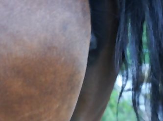 Animal Sex Telegram Group Link