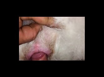 Animal Sex House