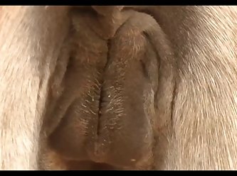 Donkey Massive Hot 02