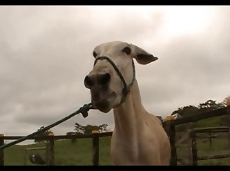 Donkey Massive Hot 02