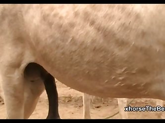 Donkey Massive Hot 02