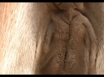 Donkey Massive Hot 02