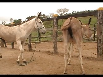 Donkey Massive Hot 02