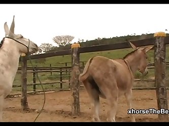 Donkey Massive Hot 02