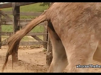 Donkey Massive Hot 02