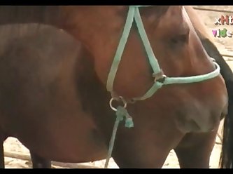 Huge Stallion Vs Mare Pink Sc 03