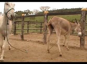 Donkey Massive Hot 02