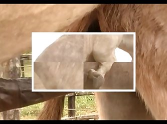 Donkey Massive Hot 02