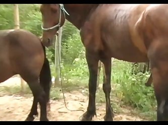 Huge Stallion Vs Mare Pink Sc 03