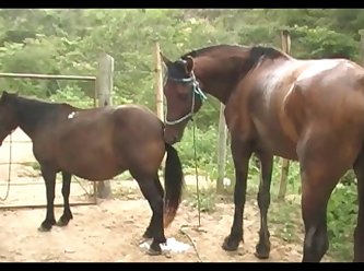 Huge Stallion Vs Mare Pink Sc 03