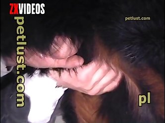 Pb113 Jerking Dogs