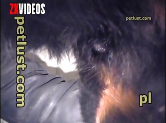 Pb113 Jerking Dogs