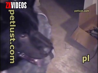 Pb113 Jerking Dogs