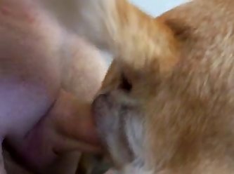 Man Fucking Female Dog Porn