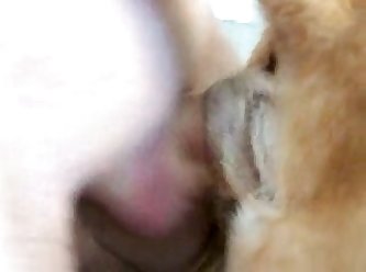 Man Fucking Female Dog Porn