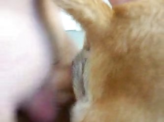 Man Fucking Female Dog Porn