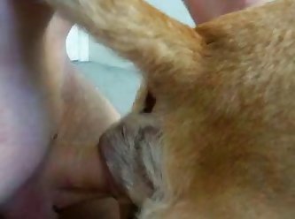 Man Fucking Female Dog Porn