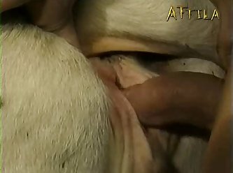 Ivana Art Of Zoo Porn