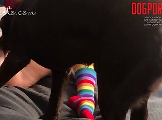 Art Of Zoo Gif Horse