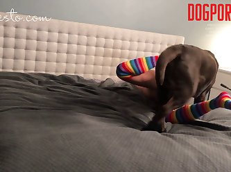 Art Of Zoo Gif Horse