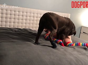 Art Of Zoo Gif Horse