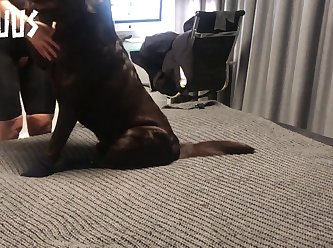 Fucked A Dog Porn
