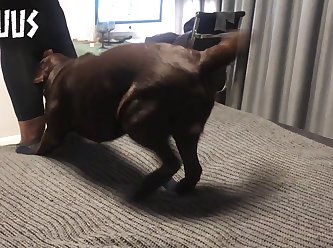 Fucked A Dog Porn