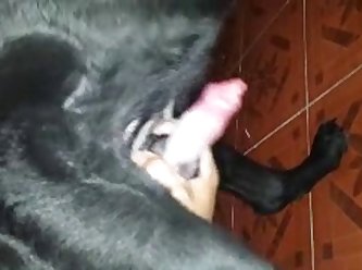 Full Animal Sex Videos