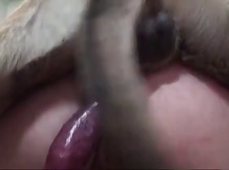 Turk Zoo Porn