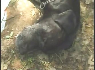 Telegram Group Animal Sex
