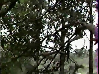 Dog Lick Pussy Zoo Porn