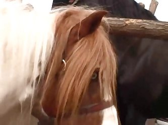 Animal Sex Free