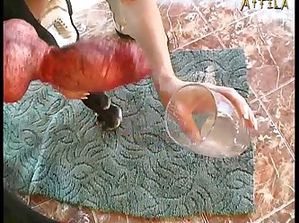 Tamil Animal Sex Video