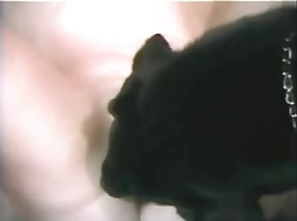 Animal Sex With Girl Video Download
