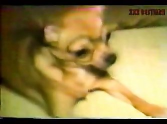 Human And Animal Sex Is Called