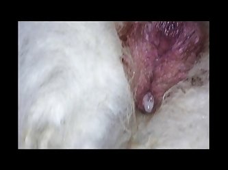K9 Monster Porn