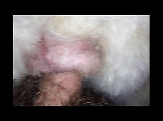 K9 Monster Porn