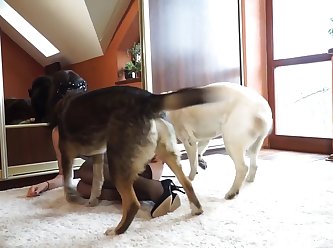 Young And Dog Porn