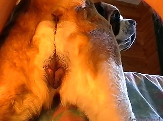 Turkish Dog Porn