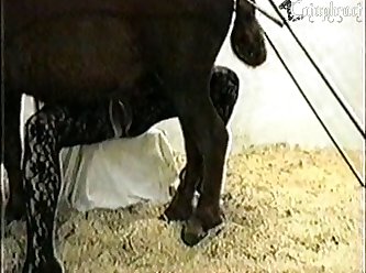 Lazy Dog Porn Gif