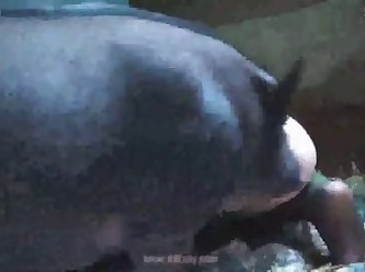 Dog Porn Caught